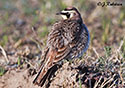 Eremophila alpestris